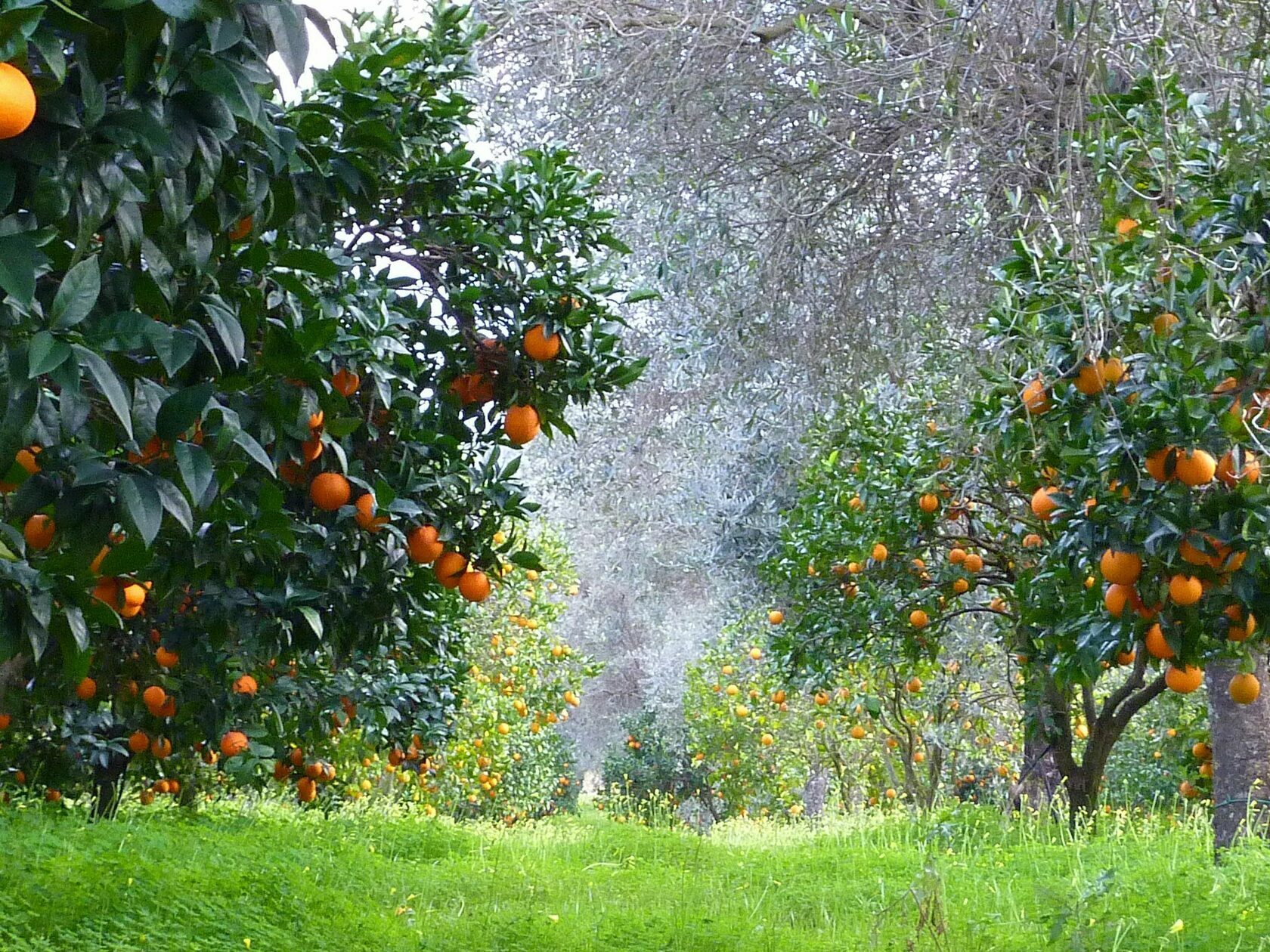 Как растут мандарины фото в природе