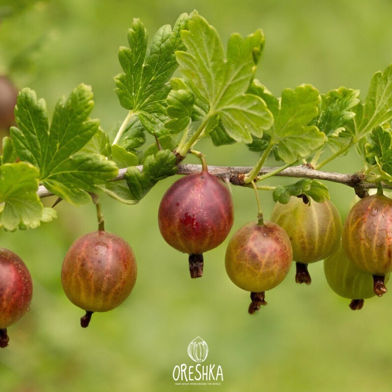 Ribes uva-crispa gooseberry green fruit on thorny bush
