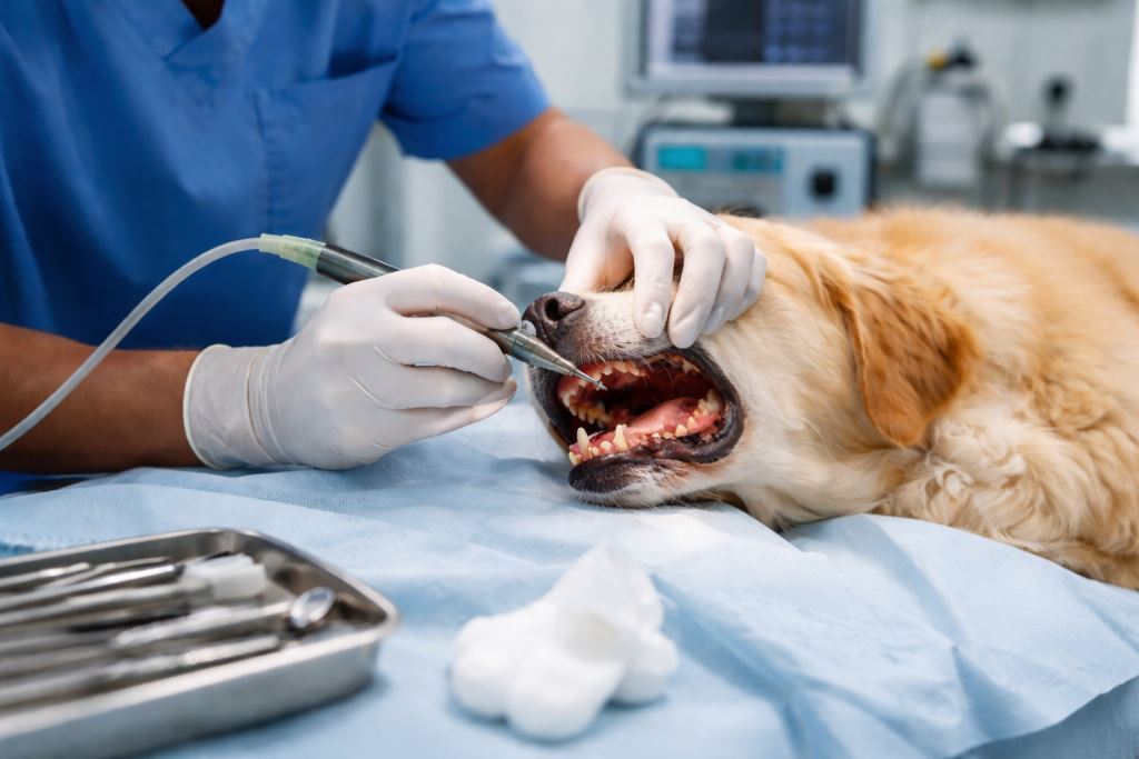 Стоматологические операции у домашних животных:
