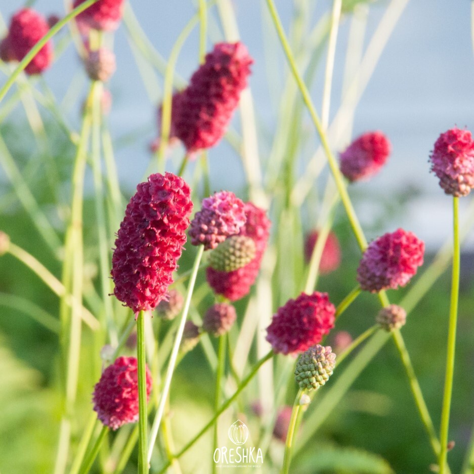 Seeds of great burnet (Sanguisorba officinalis) — 30 pcs