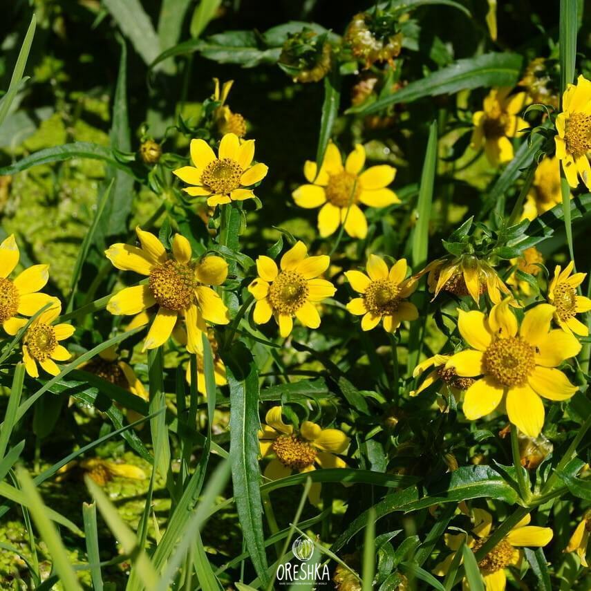 Seeds of Herba Bidentis (Bidens) — 100 pcs