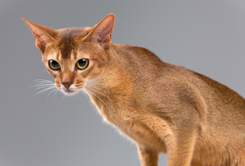Особенности ухода и содержания абиссинской кошки