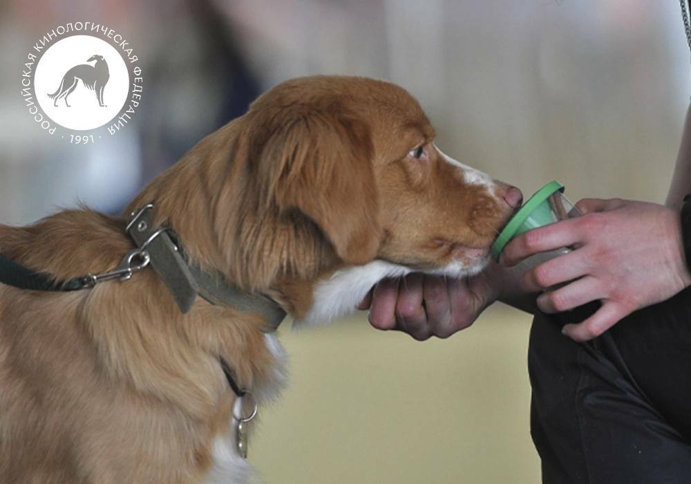 Ноузворк для всех!