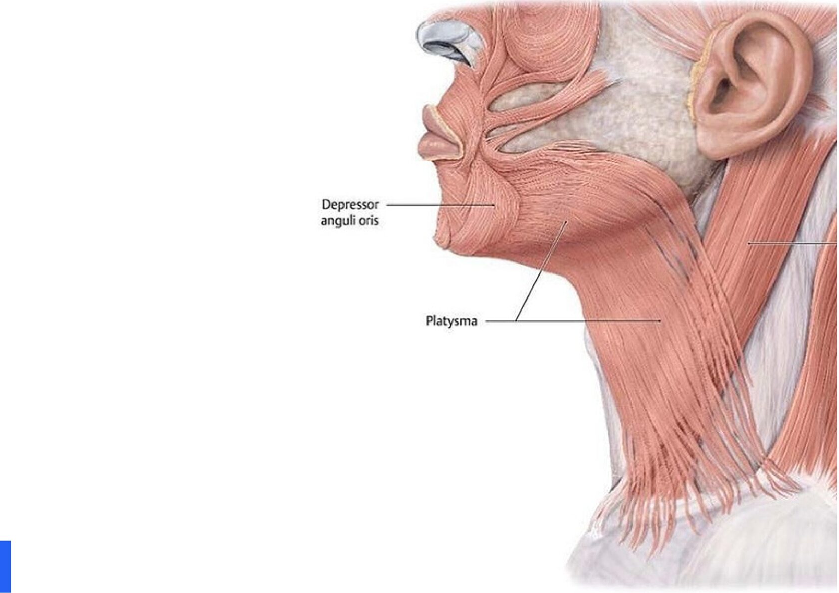 Подкожная мышца шеи анатомия