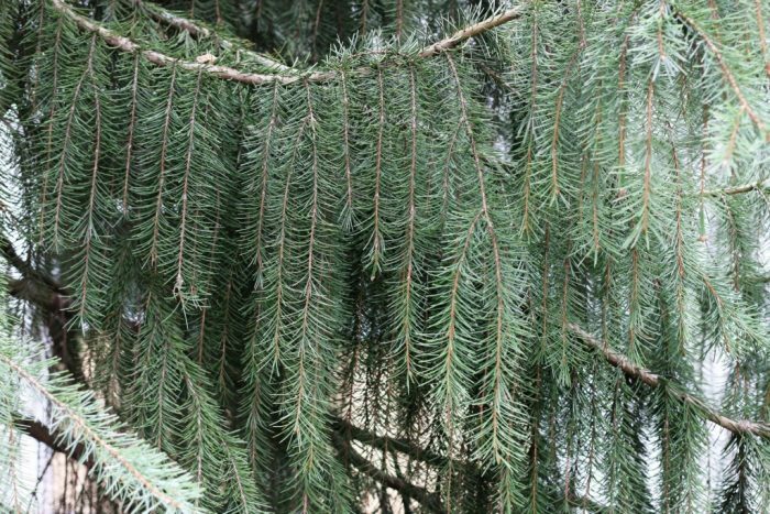 Ель Бревера (Picea breweriana)