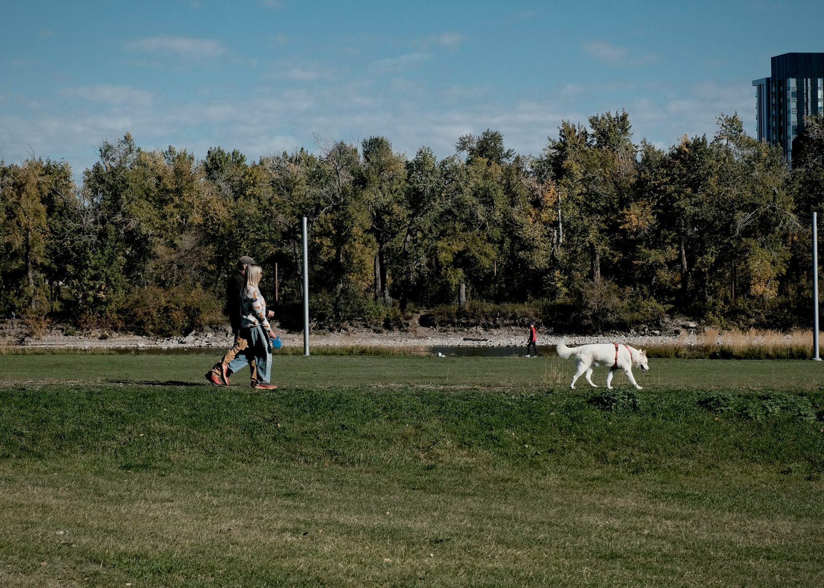 Собака играет с мячом в парке