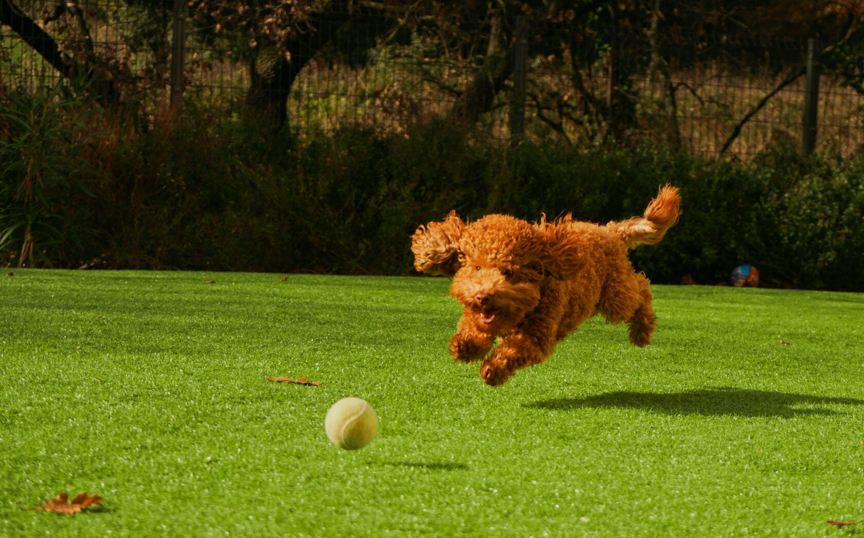 Теннисный мяч — отличная игрушка для собаки