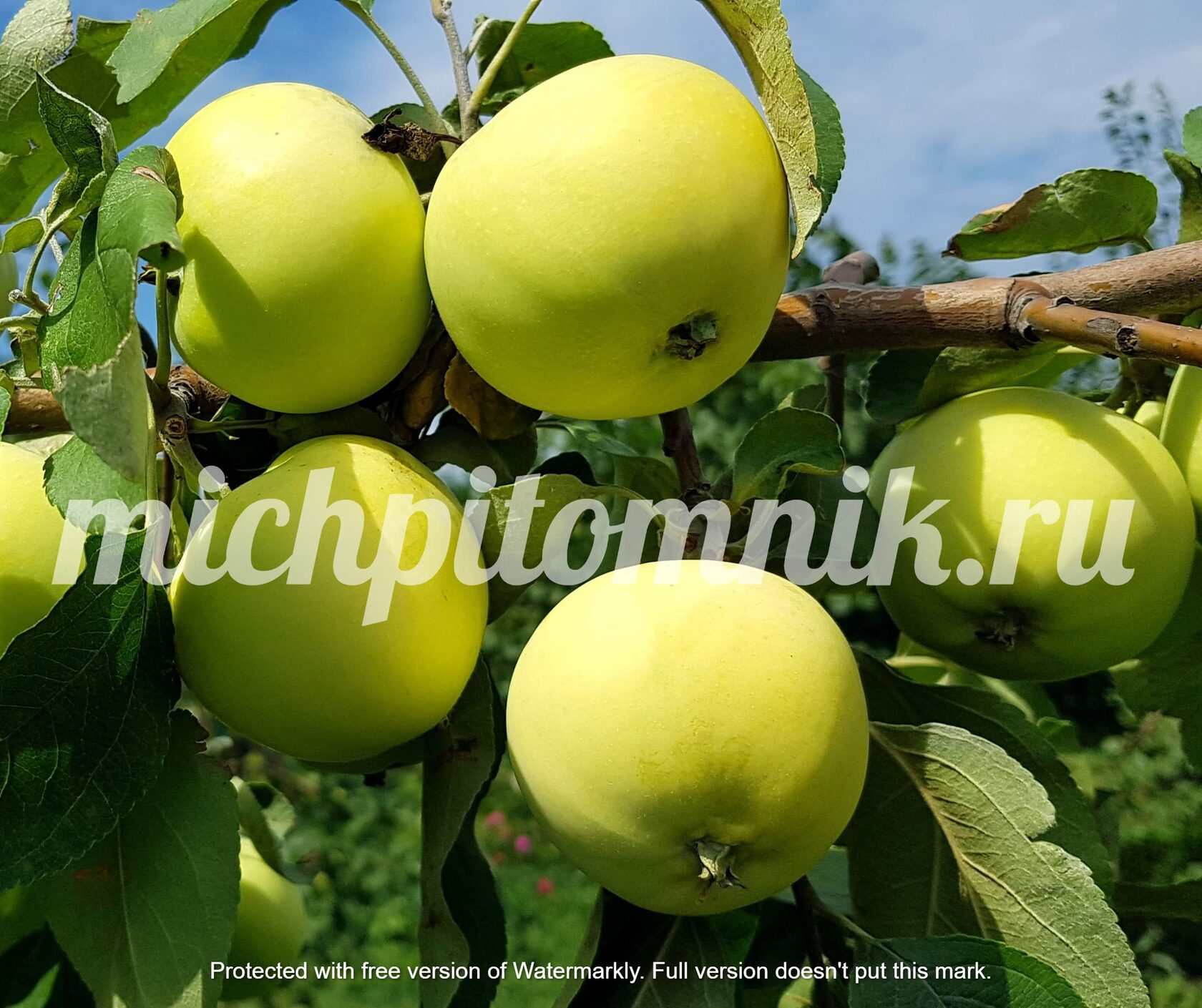 Белый налив (Папировка)