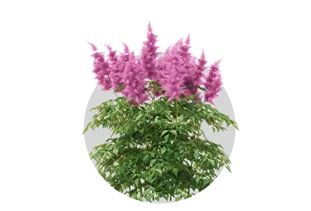 Многолетники