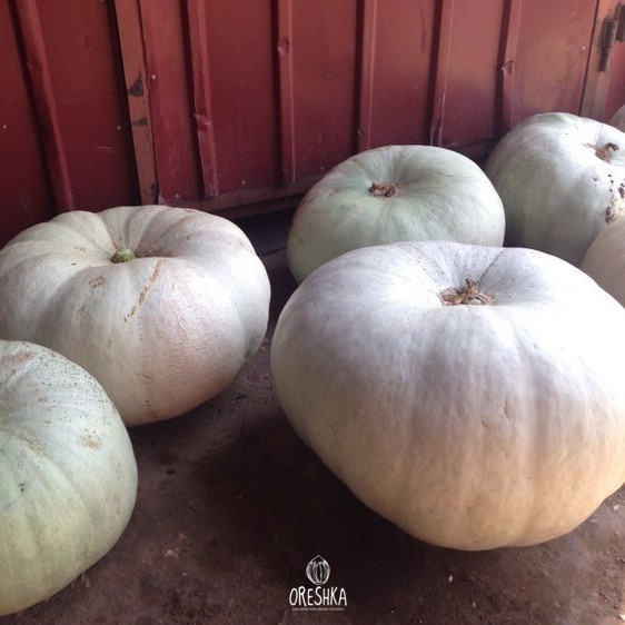 Grey Volga pumpkin — heirloom squash variety