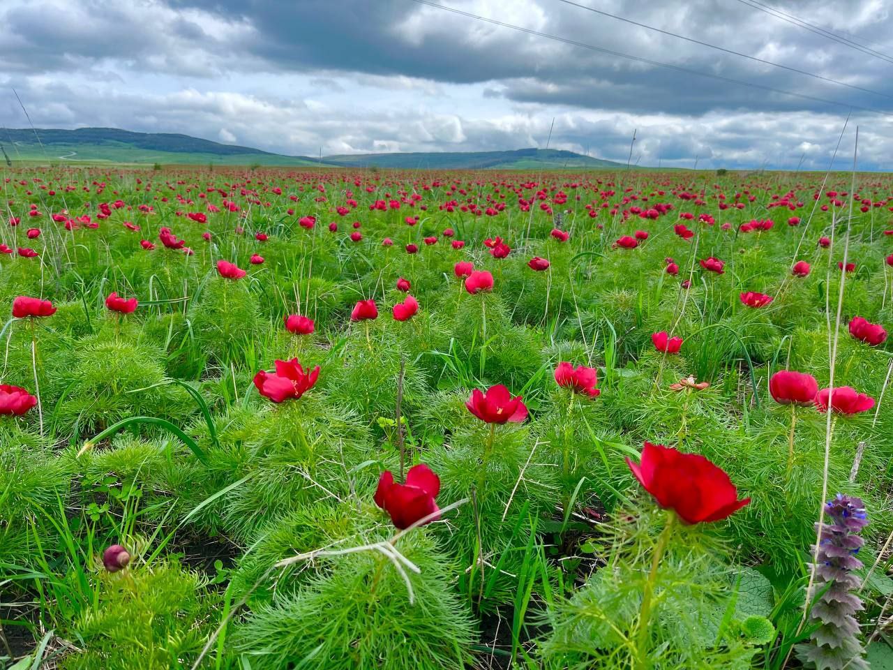 Пион Воронец