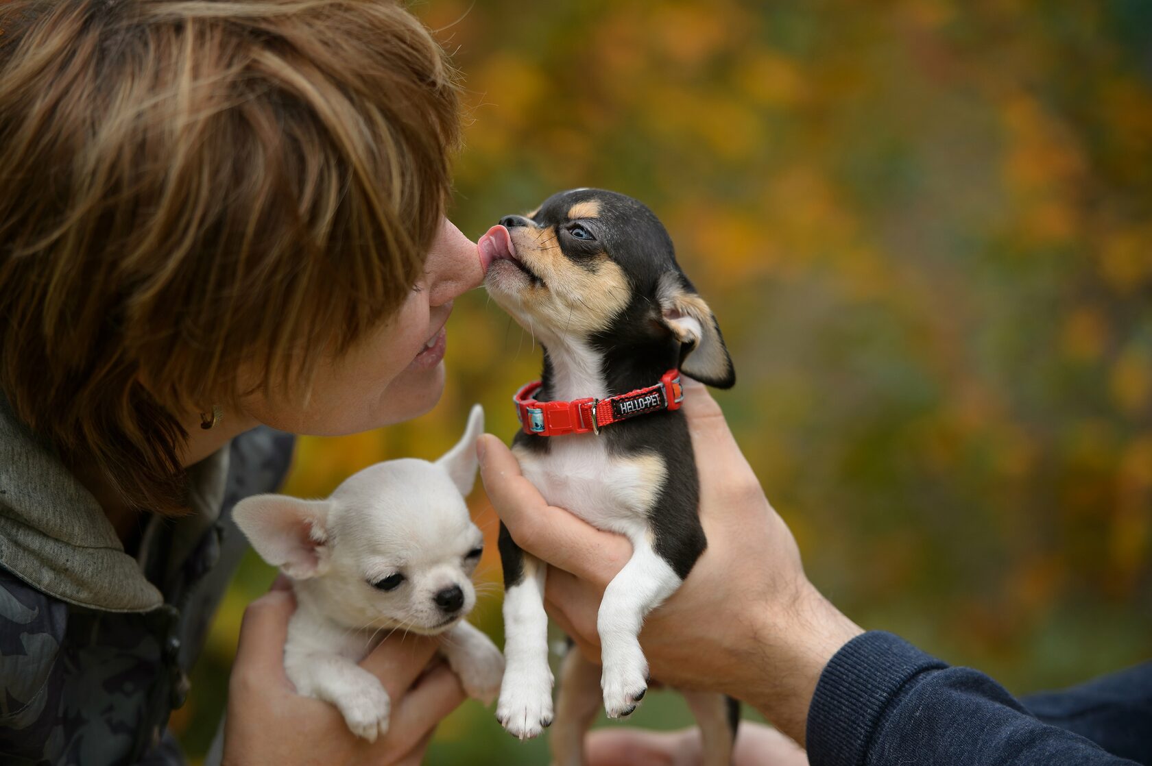 Chihuahua threesome