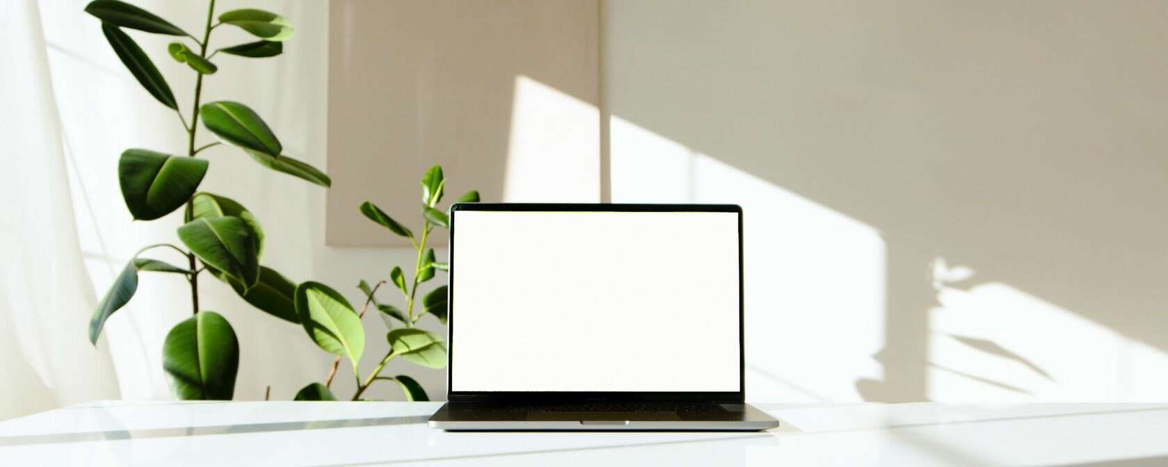 ноутбук, растение, свет