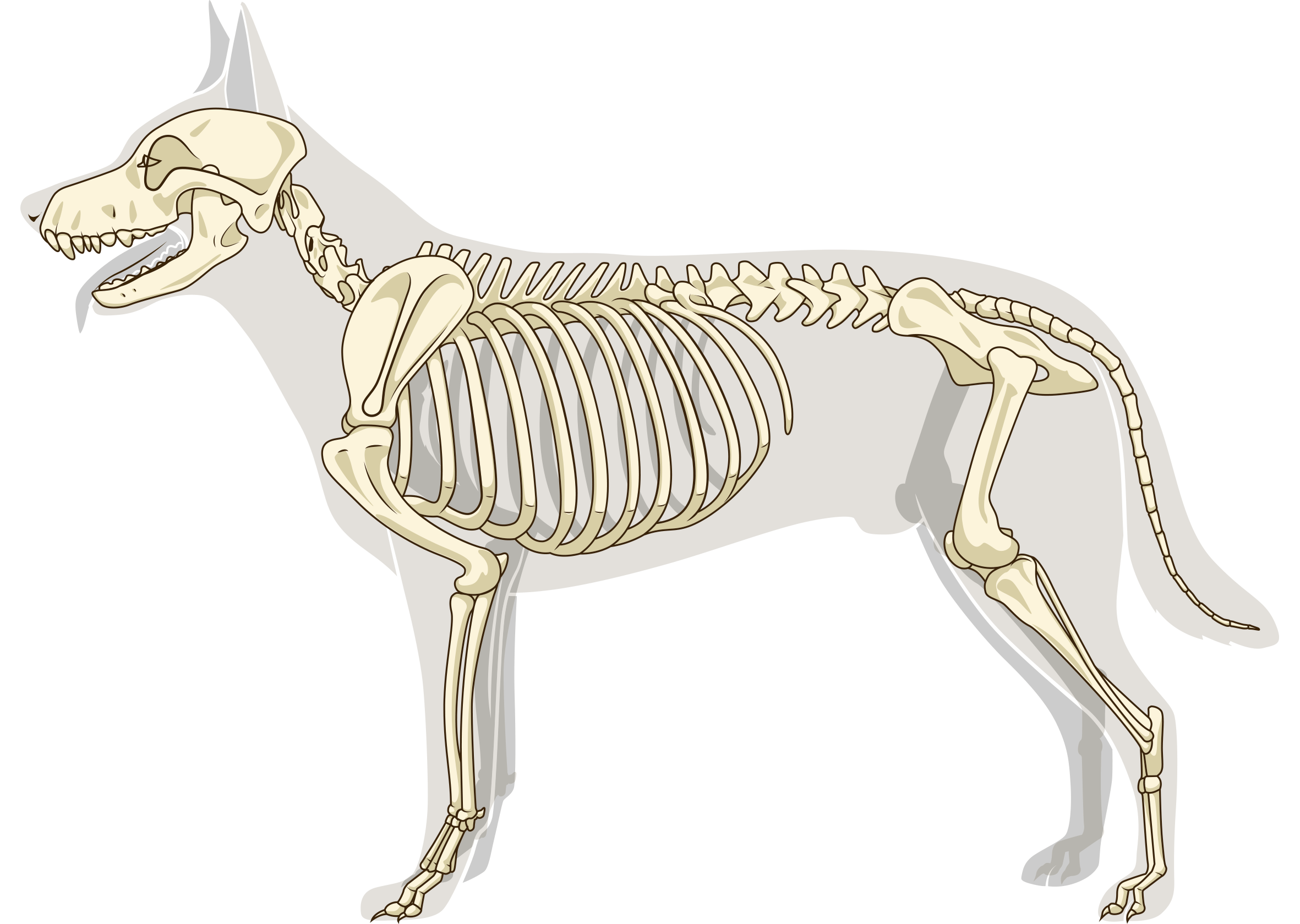 Кости собаки скелет. Скелет млекопитающих скелет собаки. Скелет собаки анатомия костей. Строение скелета млекопитающих.