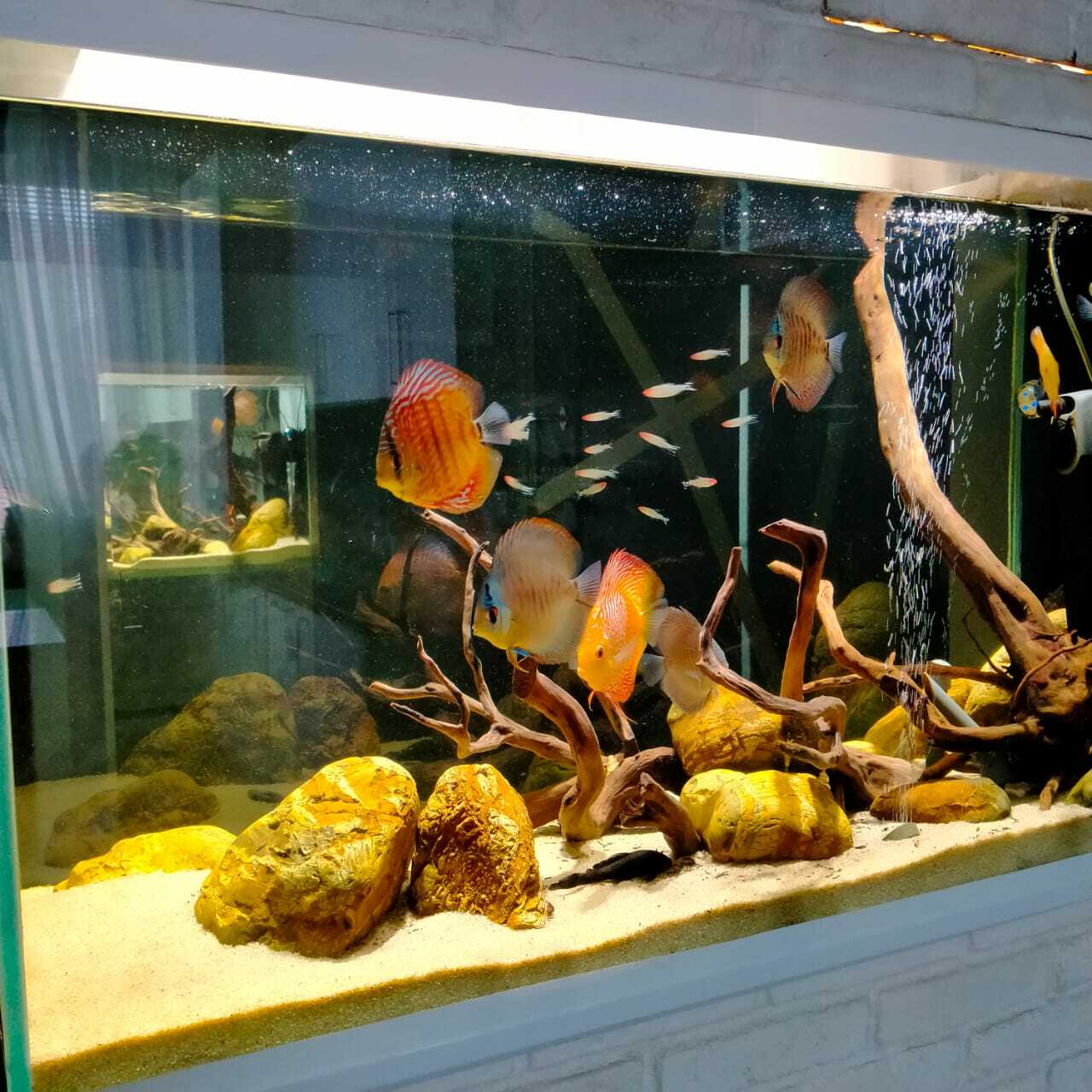 Аквариум на заказ. Студия аквариумного дизайна Аквапространства