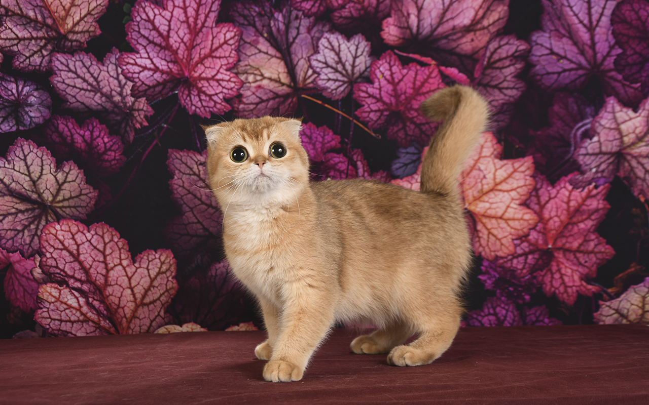 Породистая кошка, скоттиш фолд, питомник шотландских котят