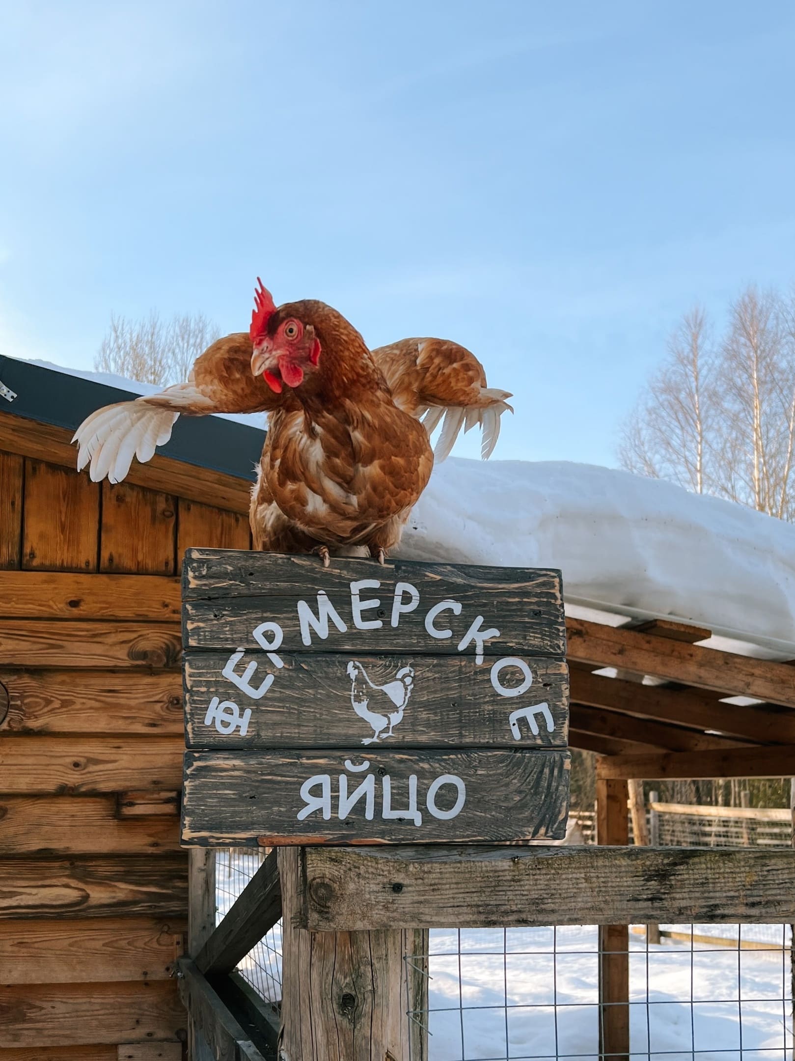 Фермерское яйцо на завтрак в глэмпинге Под кронами на отдыхе в Подмосковье