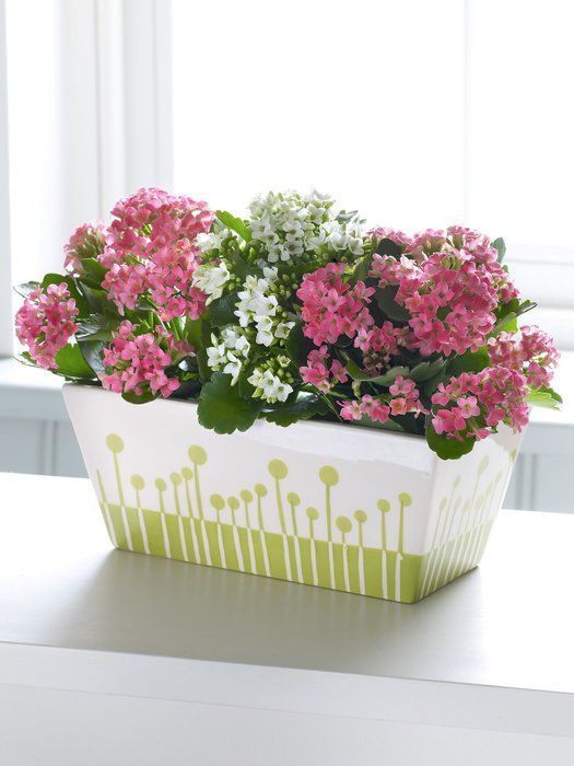 Green indoor plant in pot
