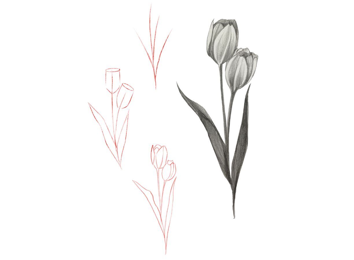 how to draw a tulip with pencil