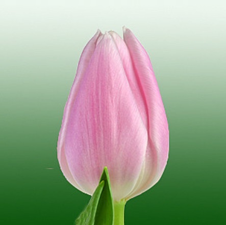 Тюльпан габриэлла фото и описание