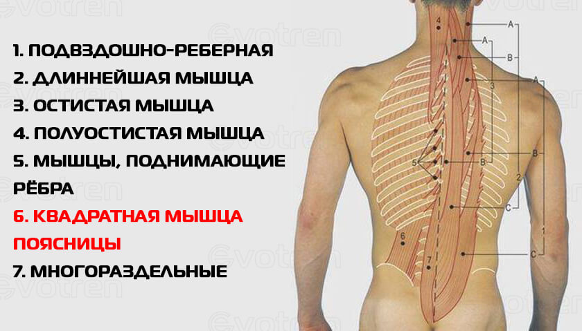 Стоковые фотографии по запросу Мышцы спины
