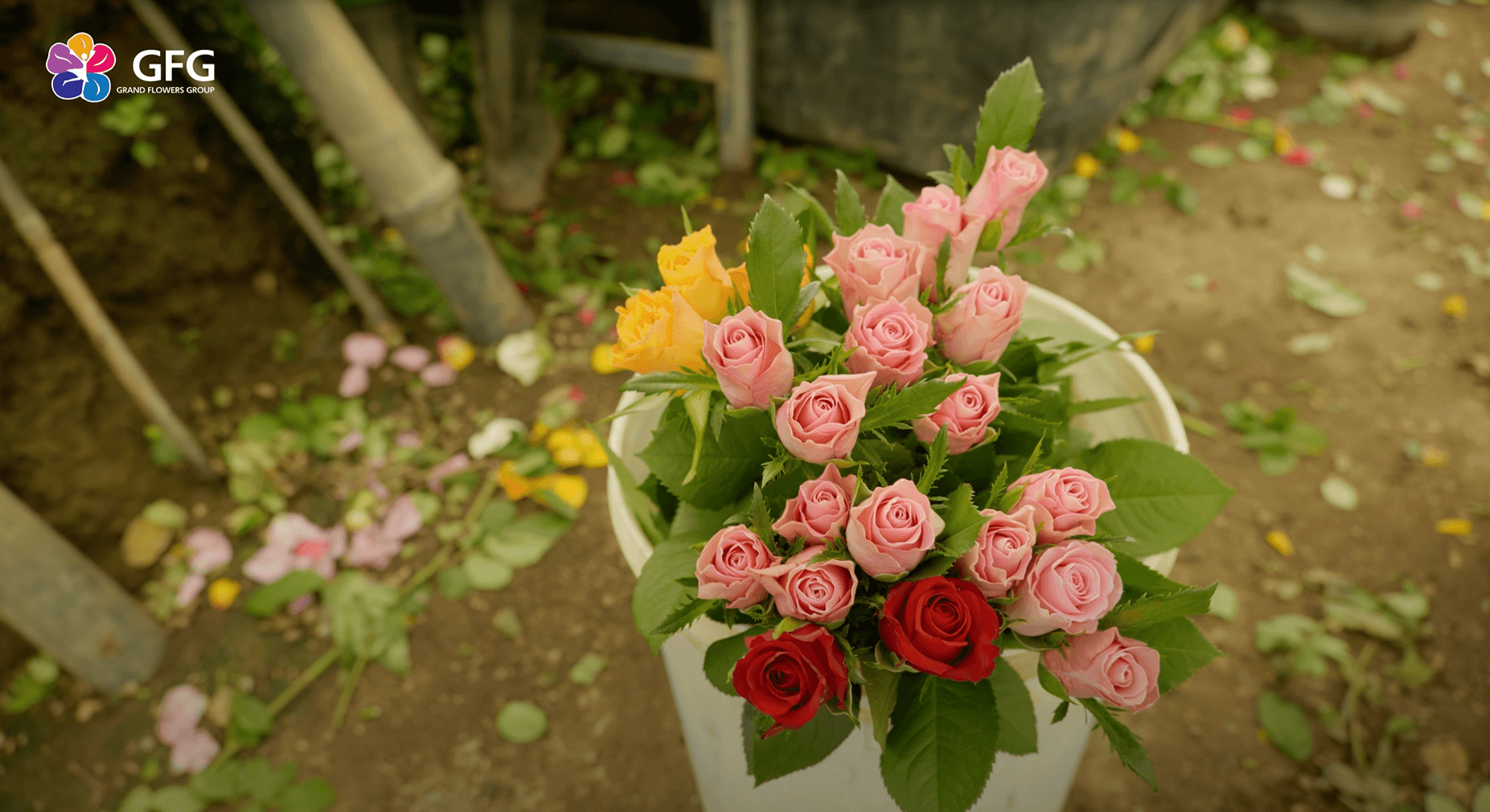 Как заказать цветы от эквадорской плантации Eco Roses с доставкой в Россию