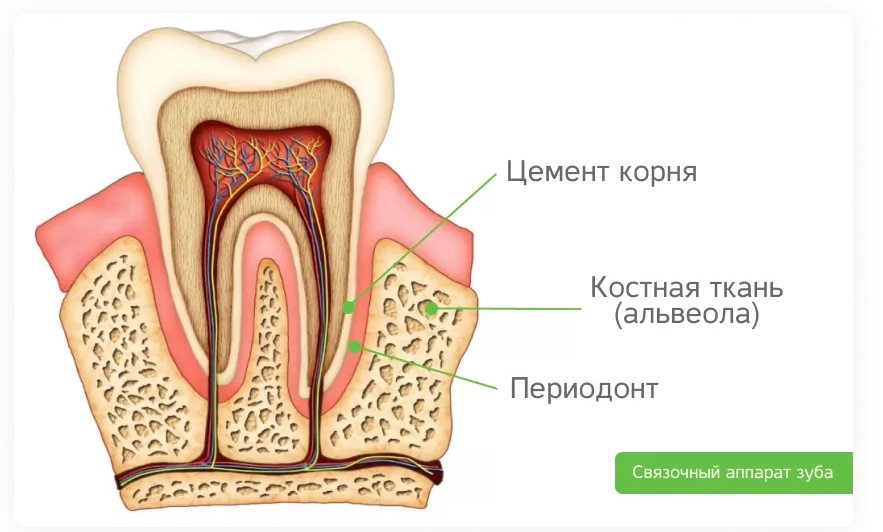 Какие части у зуба. Строение зуба. Строени ЕЗКБА. Строение зуба человека. Структура зуба.