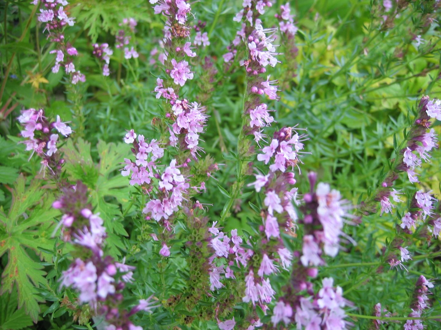 Иссоп лекарственный roseus'. . . . . С3. . . , Hyssopus officinalis 'roseus'