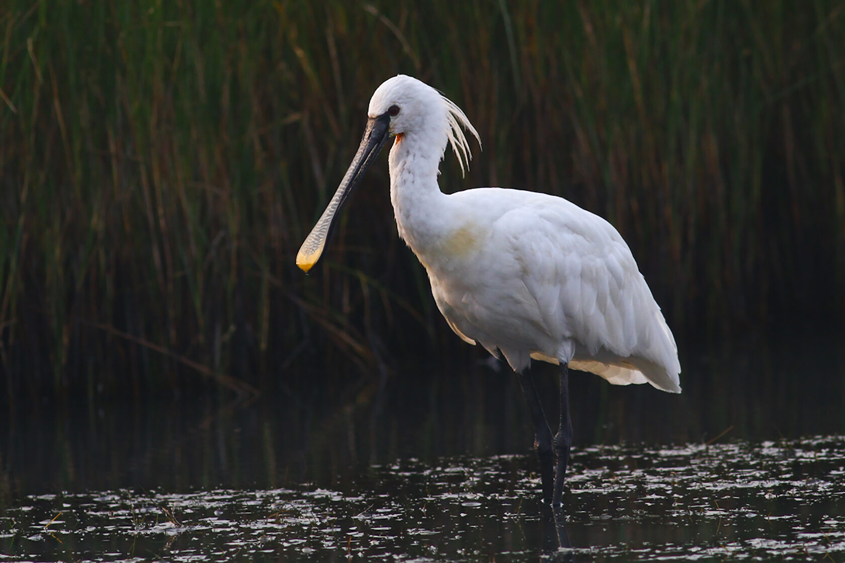 Колпица (Platalea leucorodia)