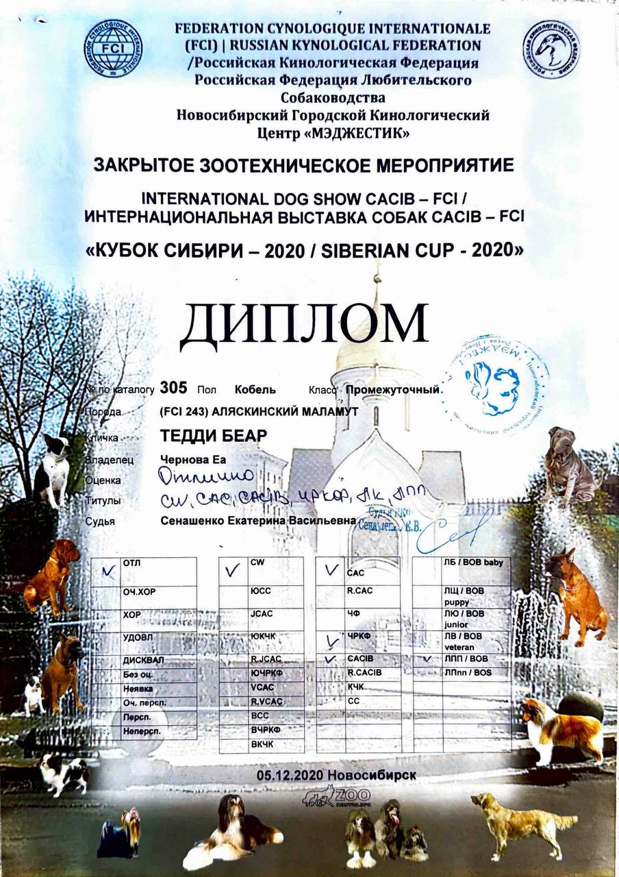 Диплом выставки Siberian Cup