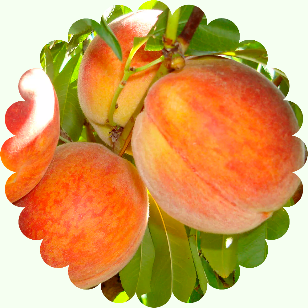 Сорт персика вайн