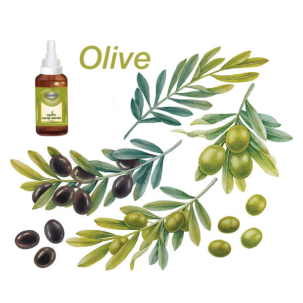 Коллаж оливковые листья