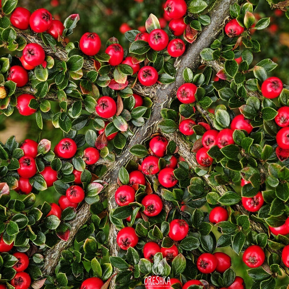 Seeds of Cotoneaster horizontalis (Cotoneaster horizontalis) — 30 pcs