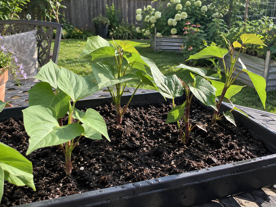 Sweet potato slips heeled into a tray of moist soil while waiting to plant