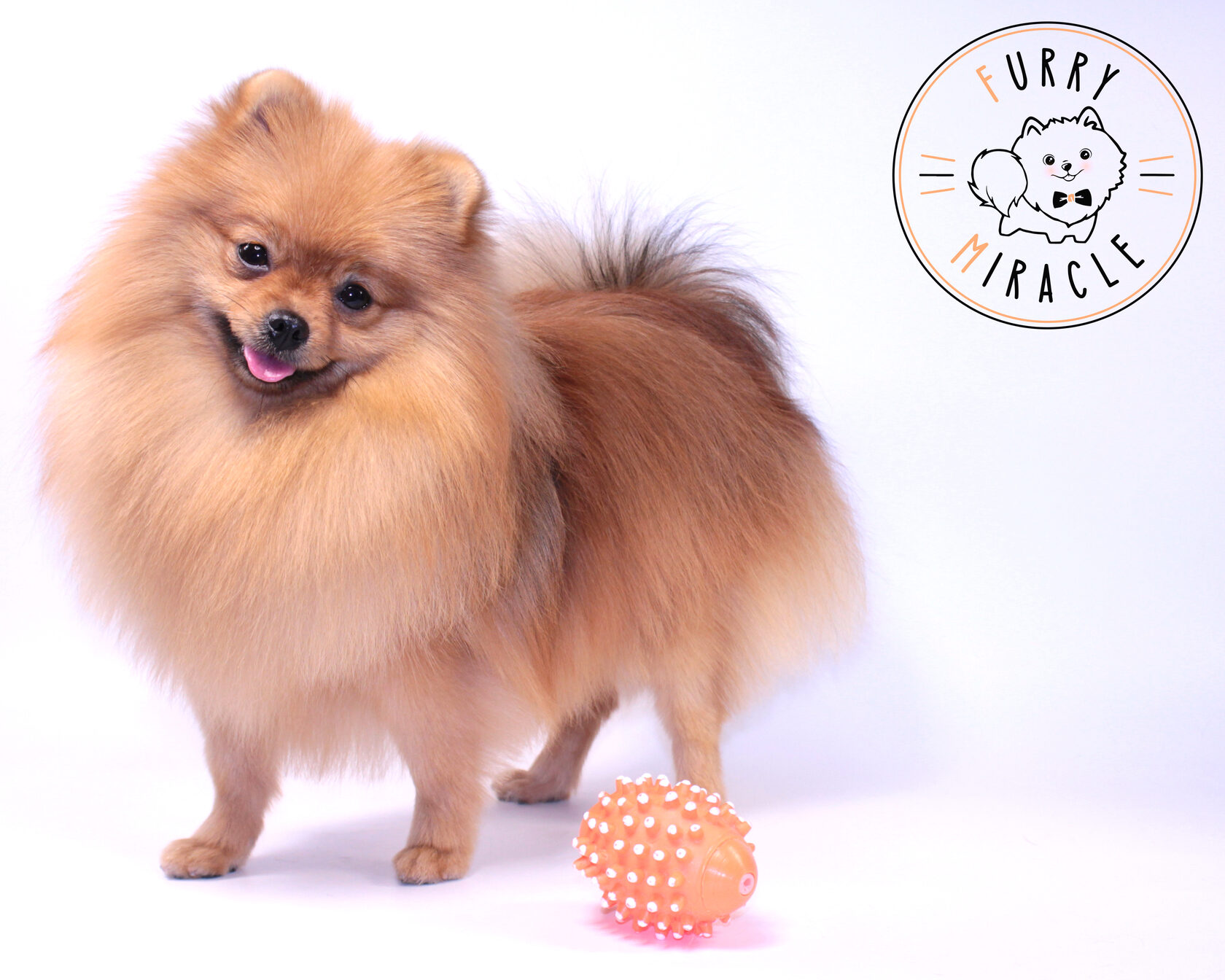 Зоосалон зоопространство. Пушистая братва антикафе. Зоосалон. Парикмахерская для собак. Зоосалон зоопространство.