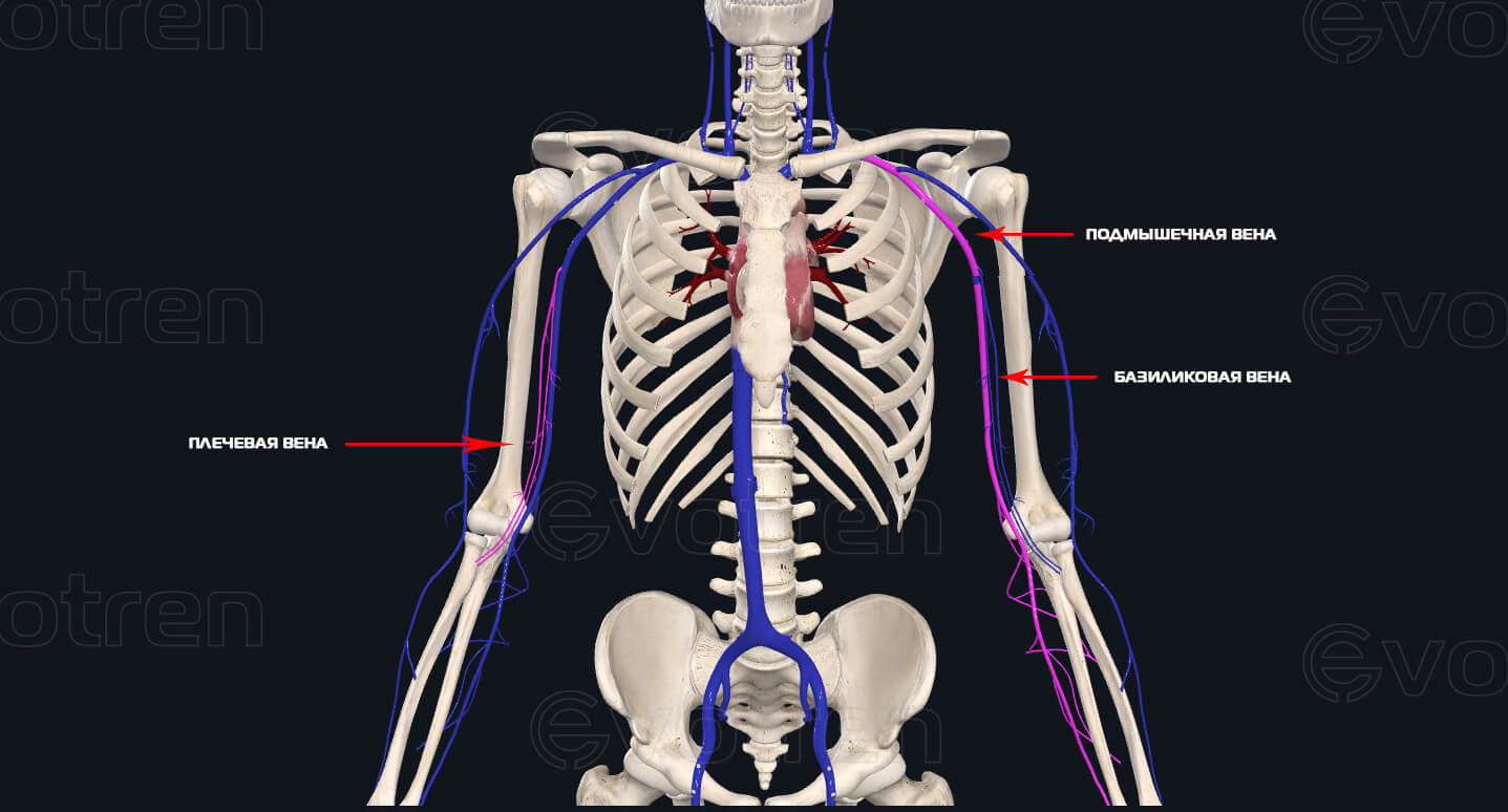 Венозный отток двуглавой мышцы плеча