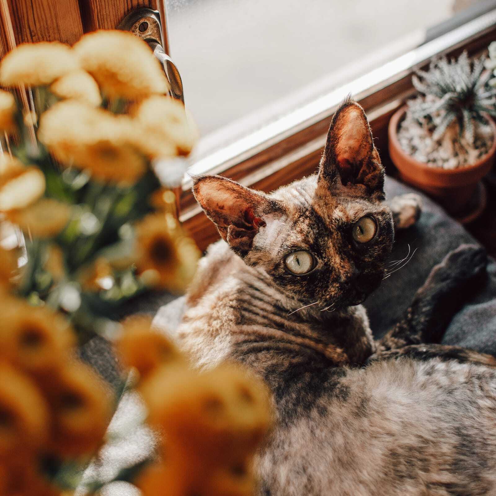 Кошка девон-рекс черепаховая