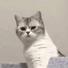 кот