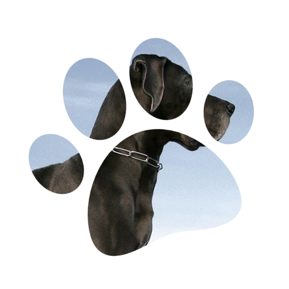 Стрижка собак средних пород в груминг салоне Милорд Аэропорт