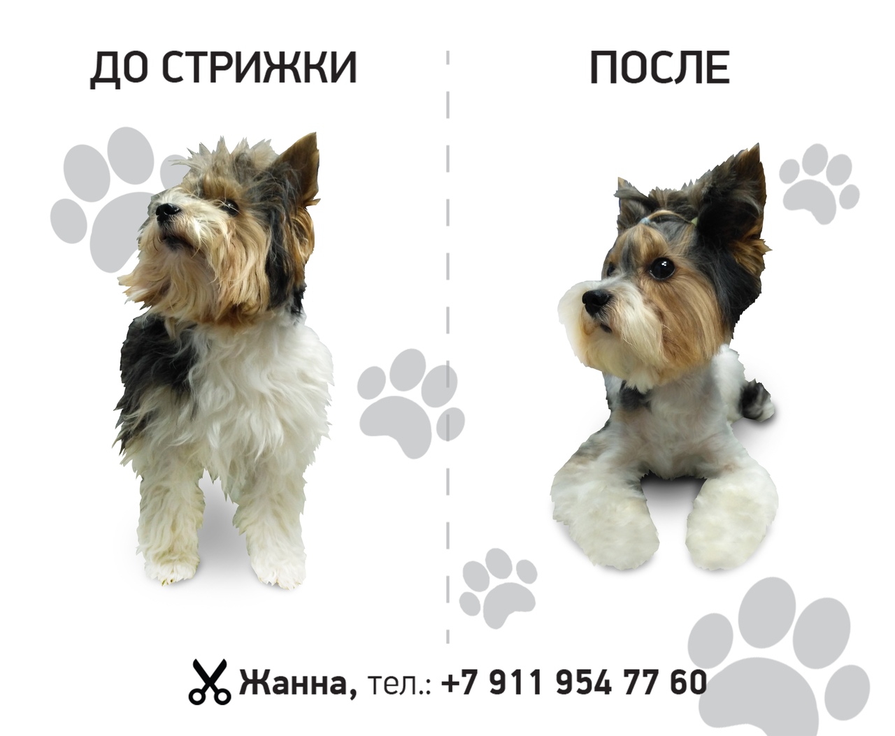 Схема йорка. Этапы груминга собак. Флэтвек стрижка собак. Стрижка собаки на карте. Схема стрижки бивера.