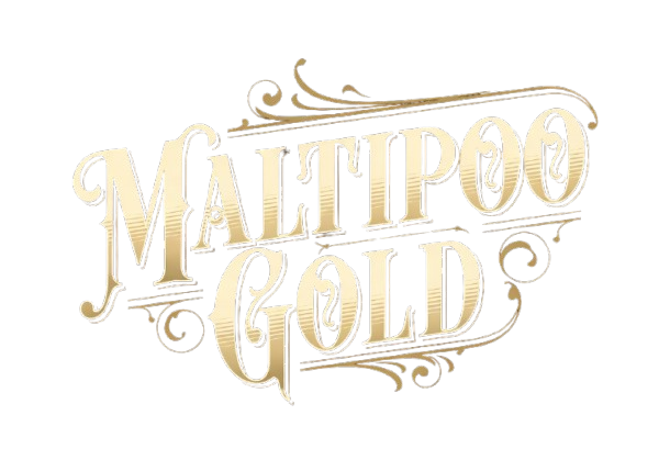 Maltipoo Gold