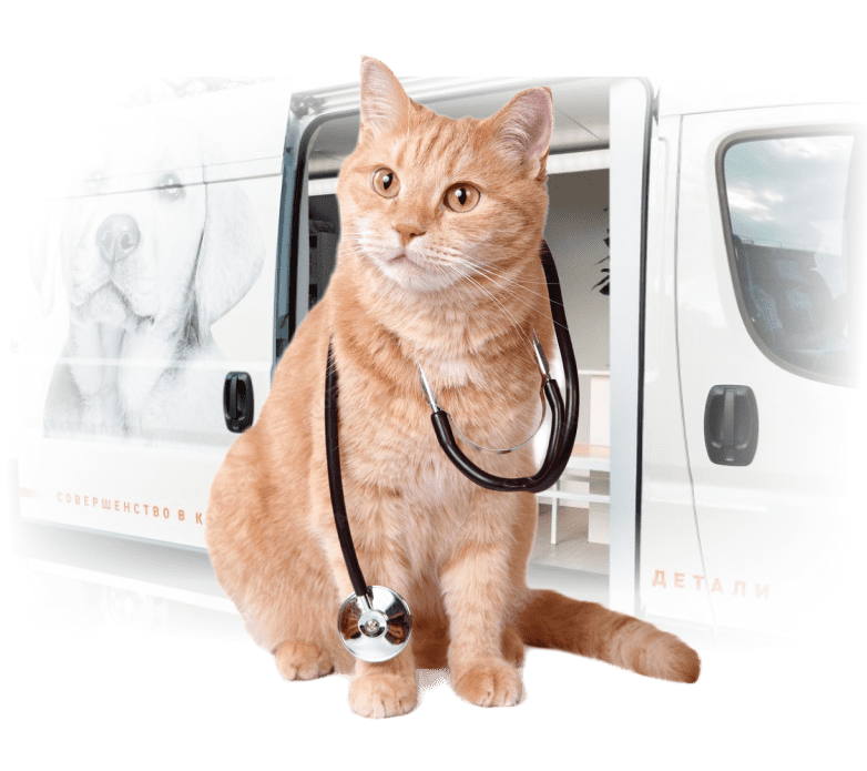 Ветеринарные услуги для кошек на дому