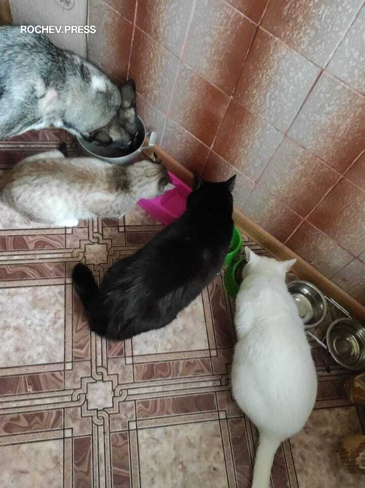 Собака, коты, дружба, любовь, завтрак, обед