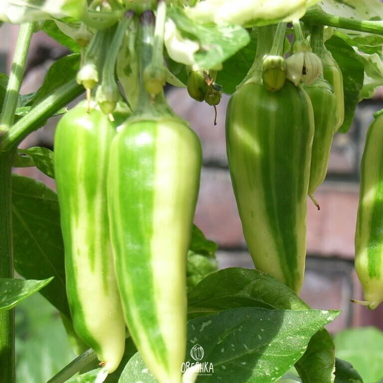 Seeds of Hot pepper Fish (Capsicum) — 5 pcs