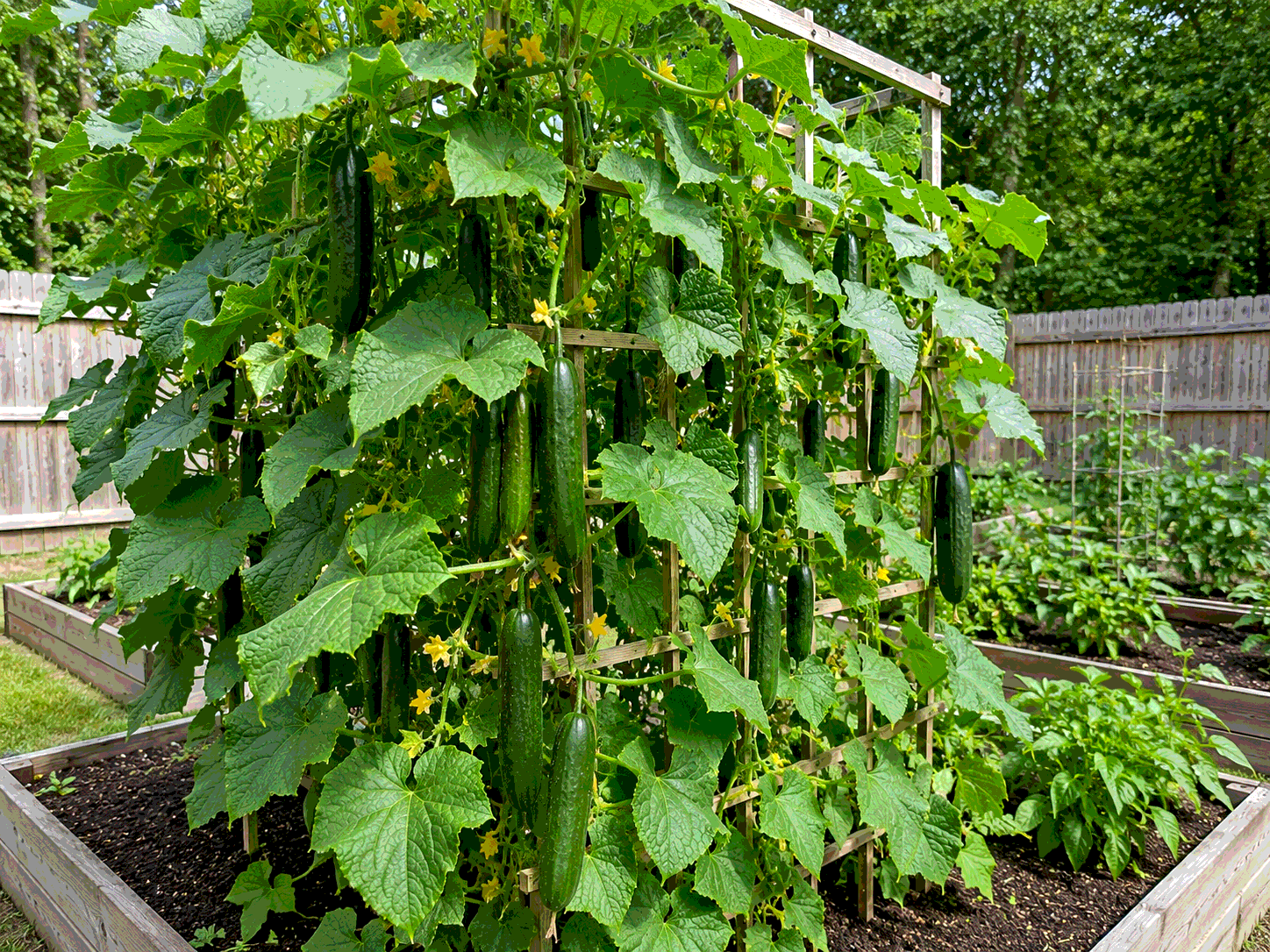 Healthy cucumber vine loaded with fruit on a backyard trellis showing the result of consistent care rotation