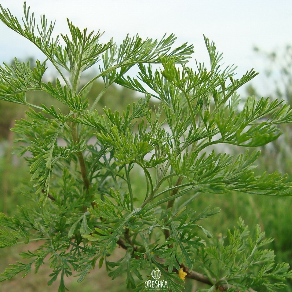 Полынь лечебная Artemisia abrotanum