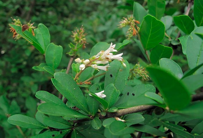 Бирючина иезская (Ligustrum yezoense)