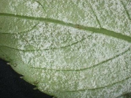 Мучнистая роса на листьях проявляется в виде белого налета и требует срочной обработки раствором системного фунгицида