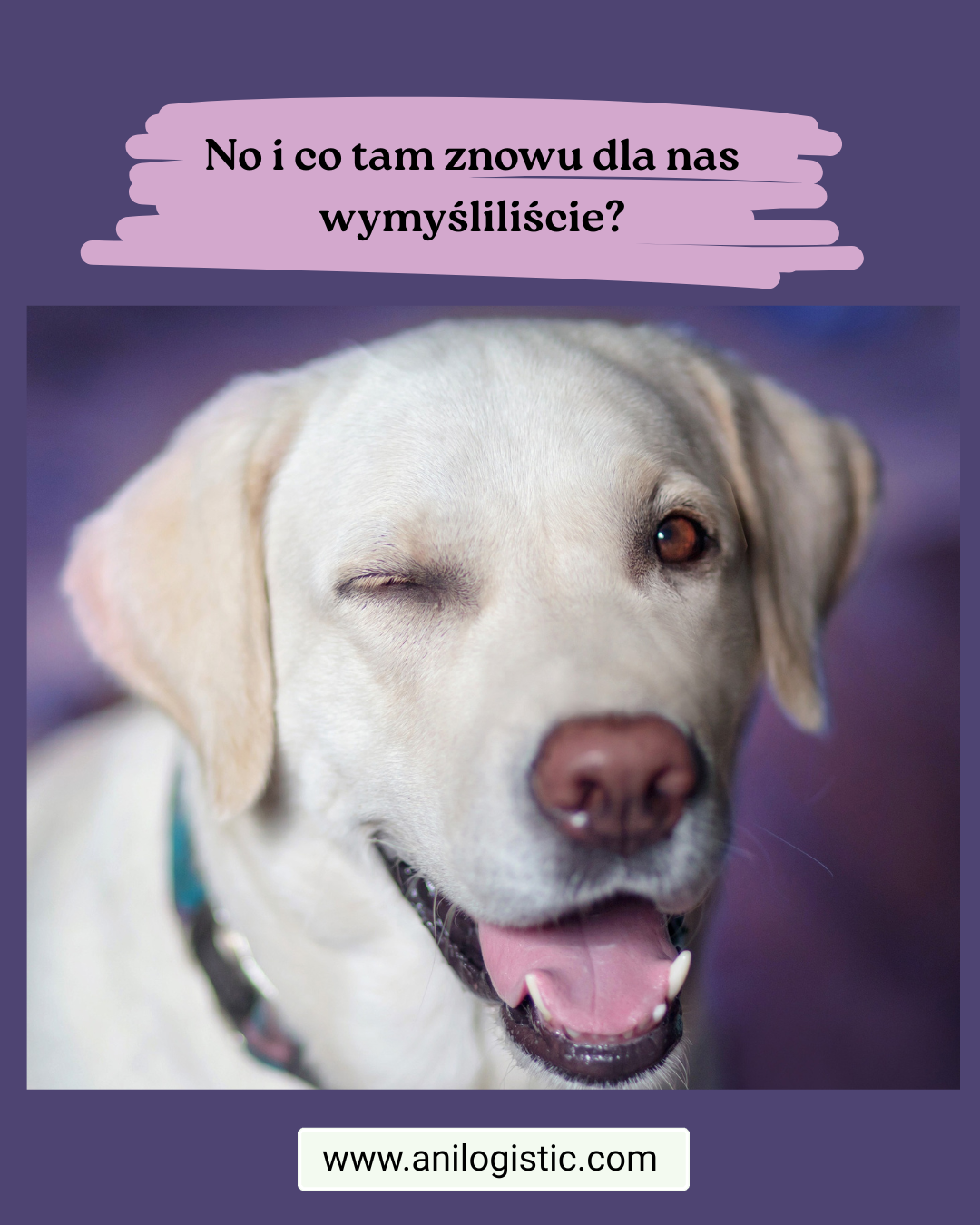 Obroża GPS  z łącznością satelitarną i monitorowaniem zdrowia psa