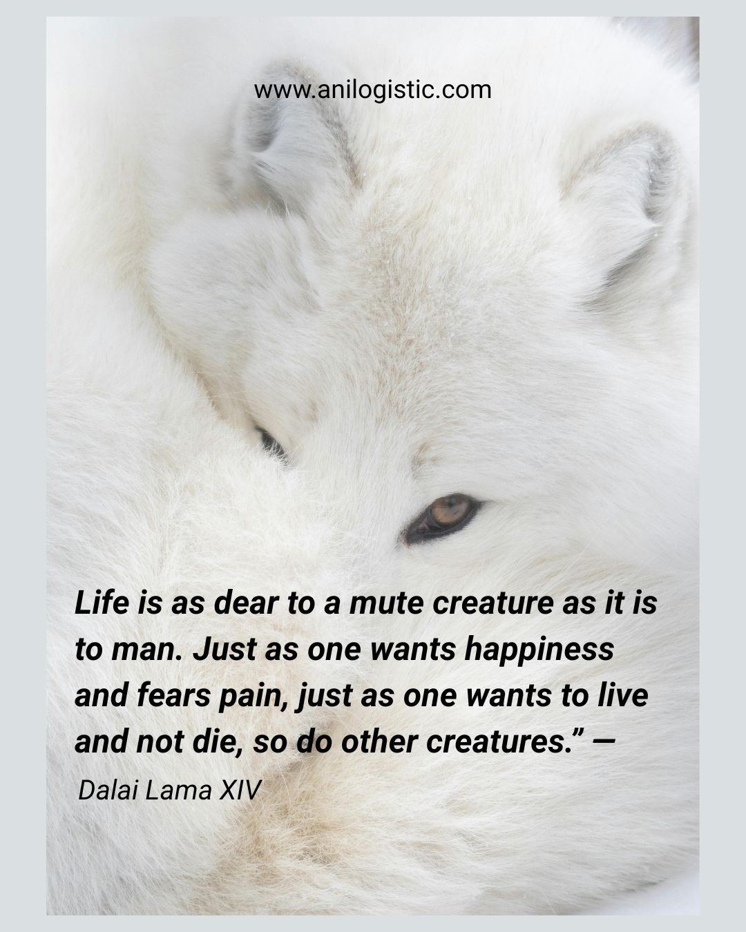 Europe chooses freedom, not fur. The future of fashion is free from pain and cages.